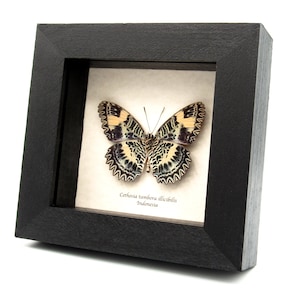 Rare lavender Lacewing butterfly framed specimen - Cethosia tambora illicibilis