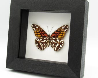 本物のメタリックグリーンの蝶の剥製 - Evenus regalis - Etsy 日本