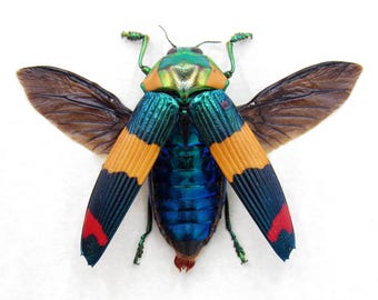 Calodema suhandae。タマムシ。コガネムシ。タマムシ科。収集品