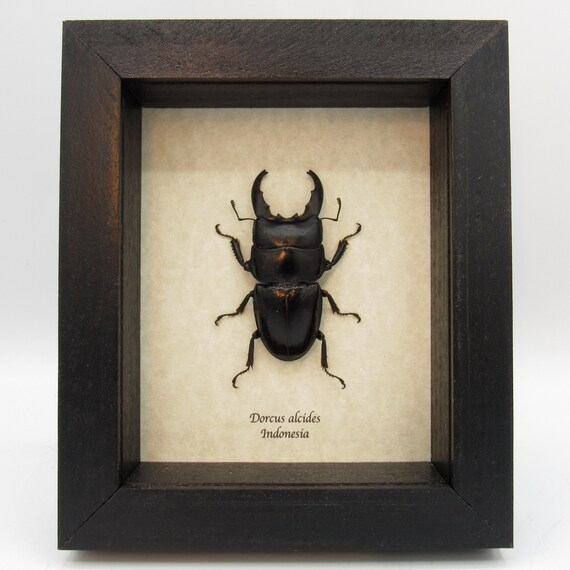 額入りの本物のオオクワガタ - Dorcus alcides - Etsy 日本