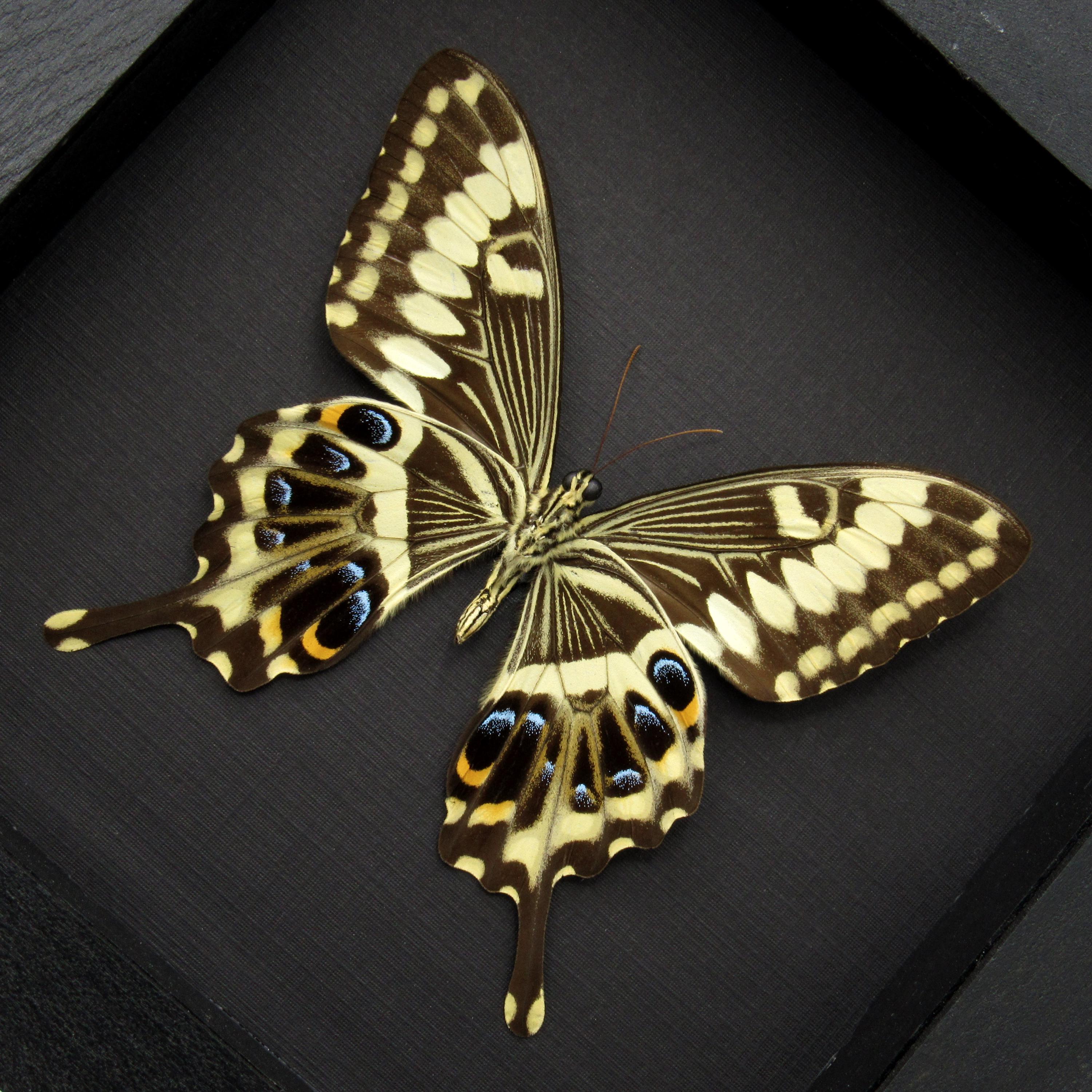 額入り本物のオオアゲハの剥製 - Papilio lormieri - Etsy 日本