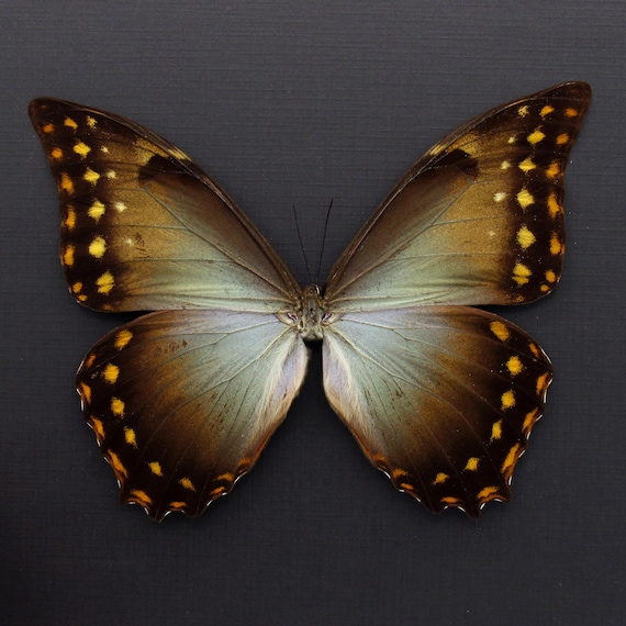 珍しい巨大モルフォ蝶の額入り剥製 - Morpho amphitryon - Etsy 日本