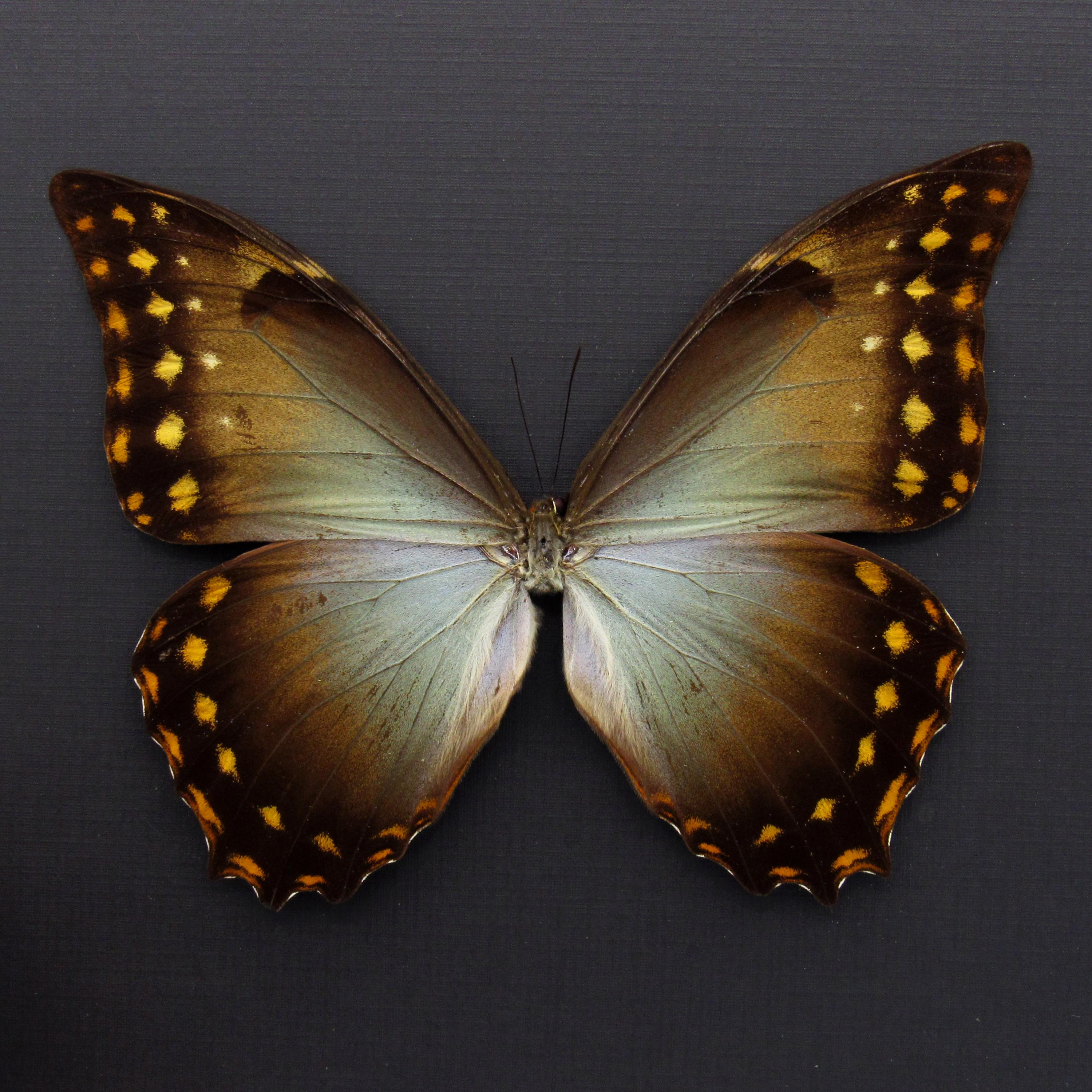 珍しい巨大モルフォ蝶の額入り剥製 - Morpho amphitryon - Etsy 日本