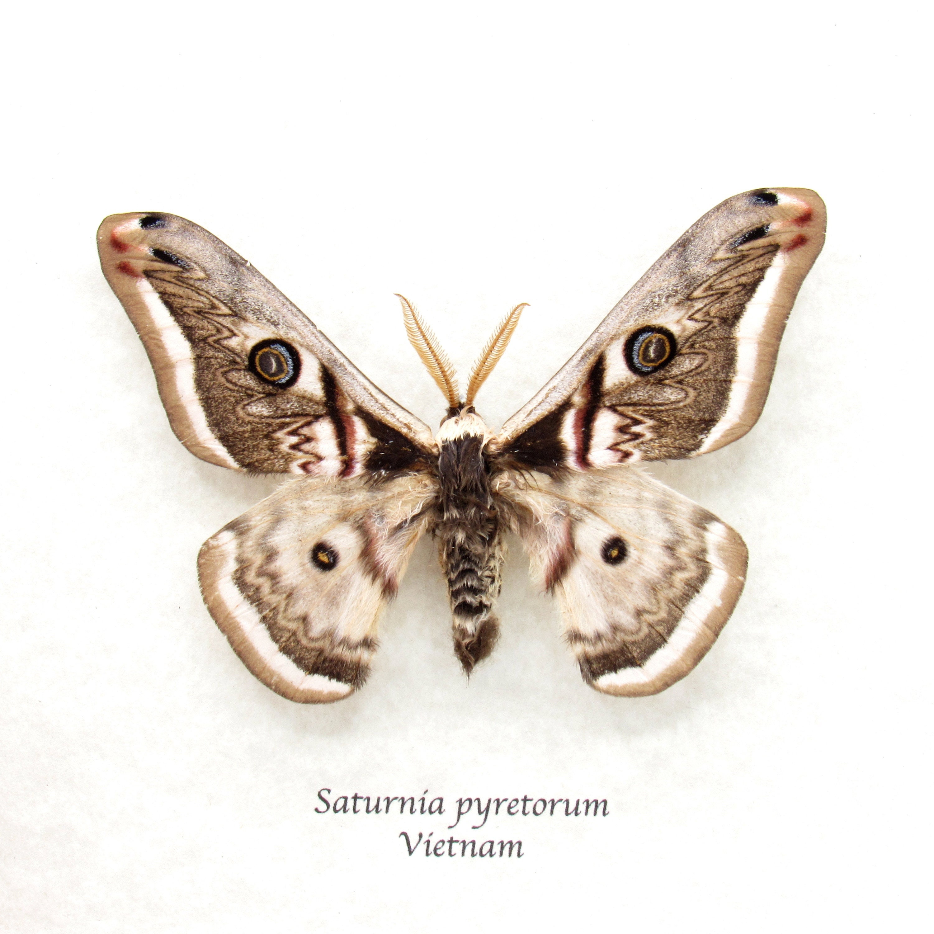 標本 Taiwan Dytiscoidae sp.37mm il_fullxfull.5927049196_hxv4.jpg