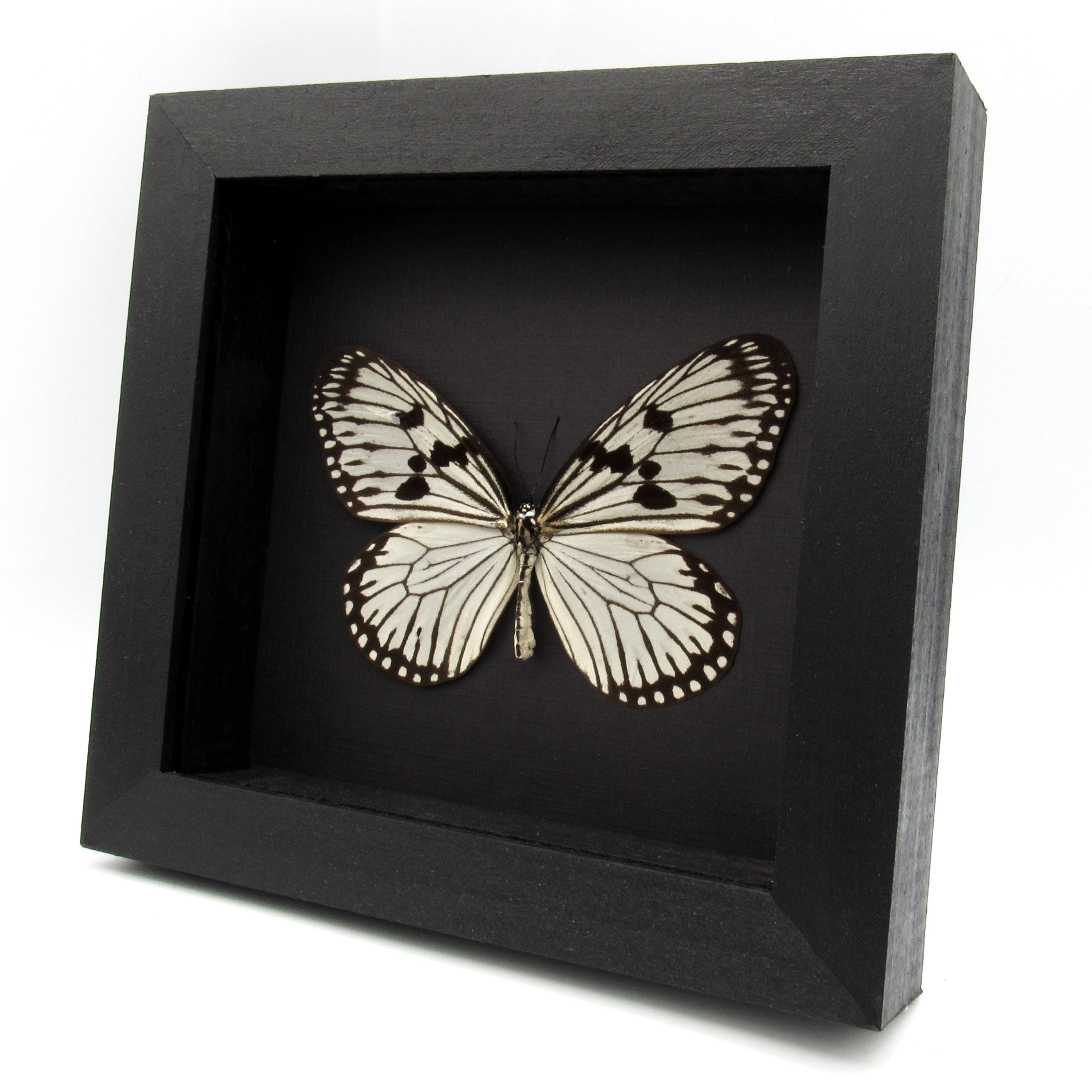 本物の白いライスウィング蝶の額入り剥製 - Idea durvillei theia