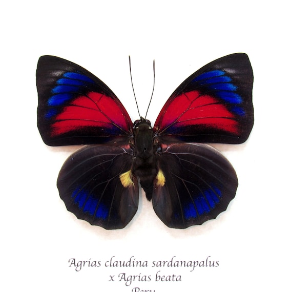 Stunning Real Hybrid Agrias Butterfly Framed Taxidermy - Agrias