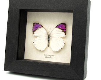 本物のアフリカンクイーン蝶の額入り剥製 - Danaus chrysippus - Etsy 日本