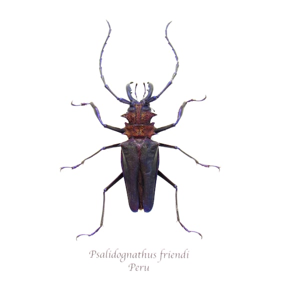 Rare Deep Purple Longhorn Beetle Framed Taxidermy - Psalidognathus