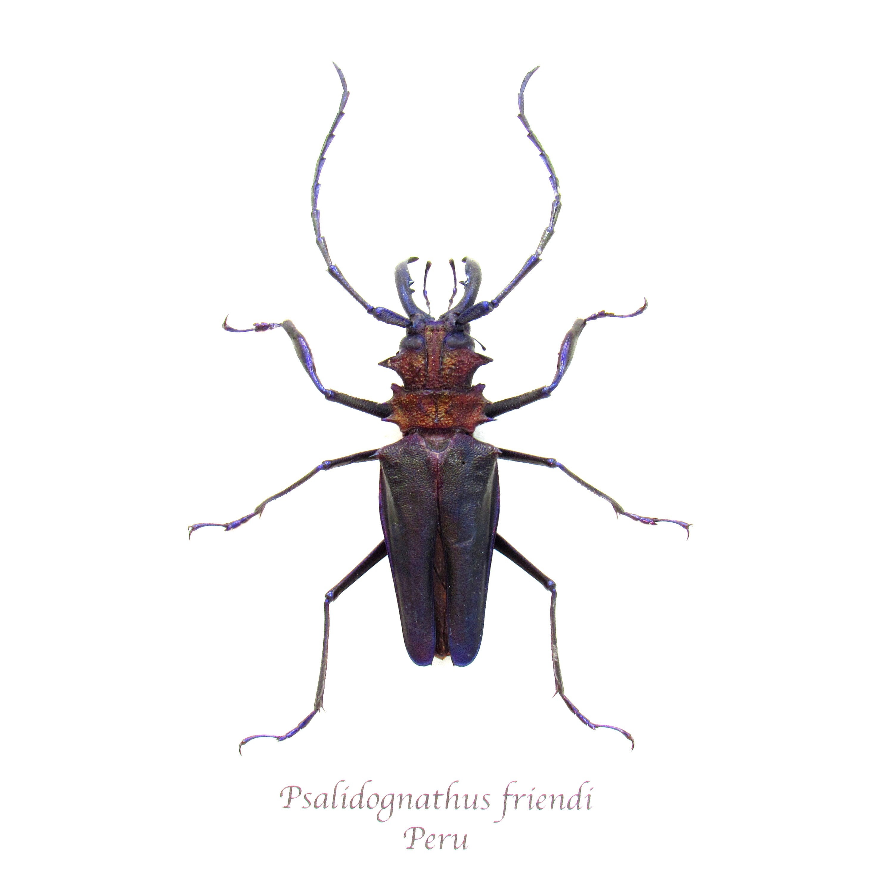 Rare Deep Purple Longhorn Beetle Framed Taxidermy - Psalidognathus