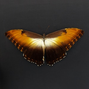 May include: A brown and orange butterfly with white markings on its wings. The butterfly is mounted on a black background.