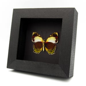 Rare butterfly framed specimen - Mynes talboti
