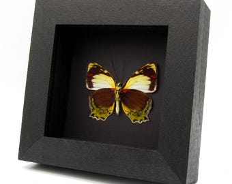 Op de afbeelding: Een ingelijst vlinderspecimen. De vlinder heeft bruine, gele en rode vleugels en is geplaatst tegen een zwarte achtergrond in een zwart houten frame. Het frame is vierkant en heeft een afgeschuinde rand.