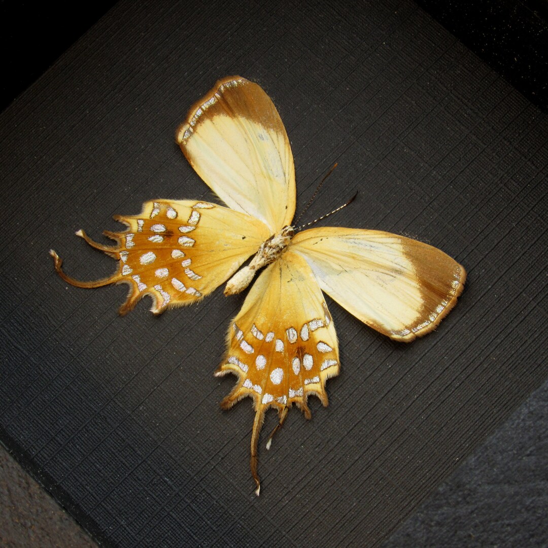 Real Metallic Gold Butterfly Framed Taxidermy Helicopis Etsy