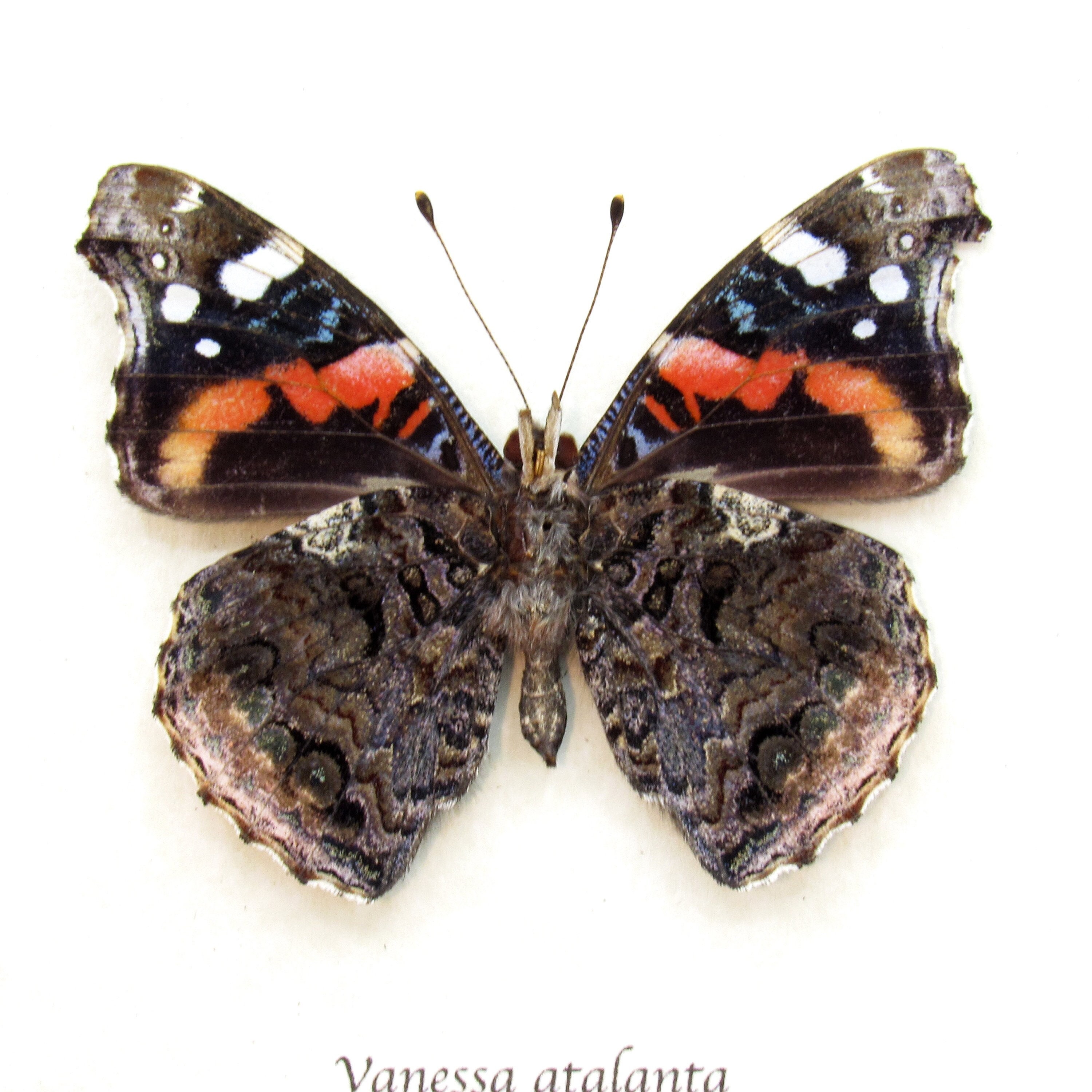 Real Red Admiral butterfly framed taxidermy - Vanessa atalanta