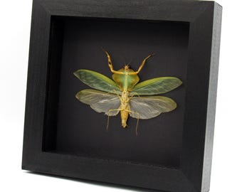 標本 Peru Mantodea sp. 44mm Rare Peruvian Leaf Shield Mantis Framed Taxidermy - Mantodea