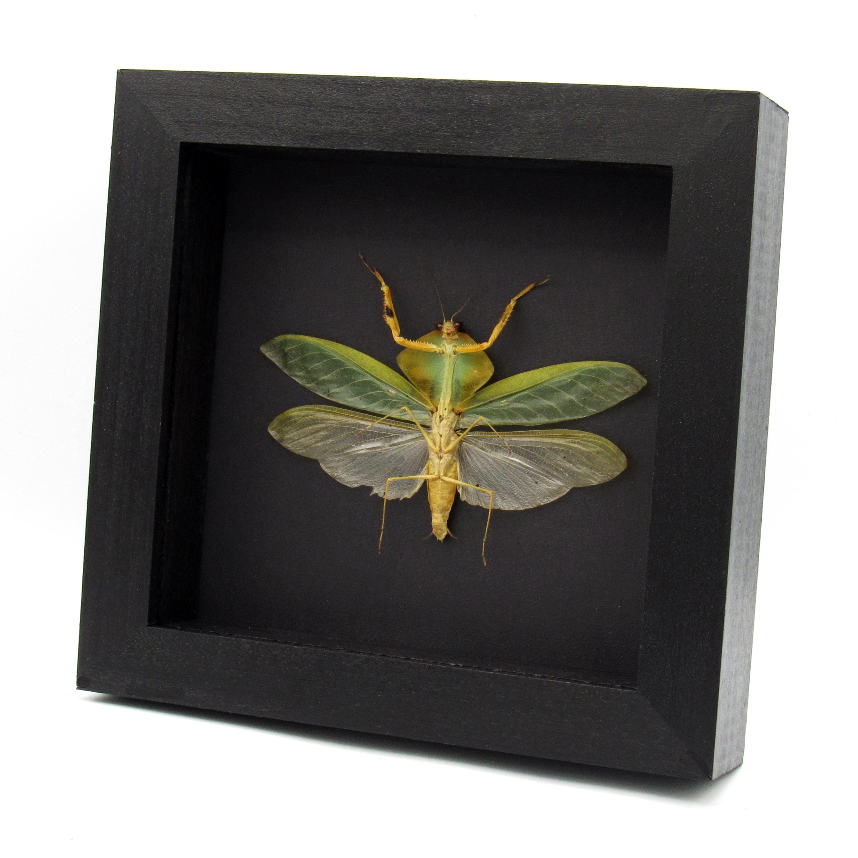 標本 Peru Mantodea sp. 44mm Rare Peruvian Leaf Shield Mantis Framed Taxidermy - Mantodea