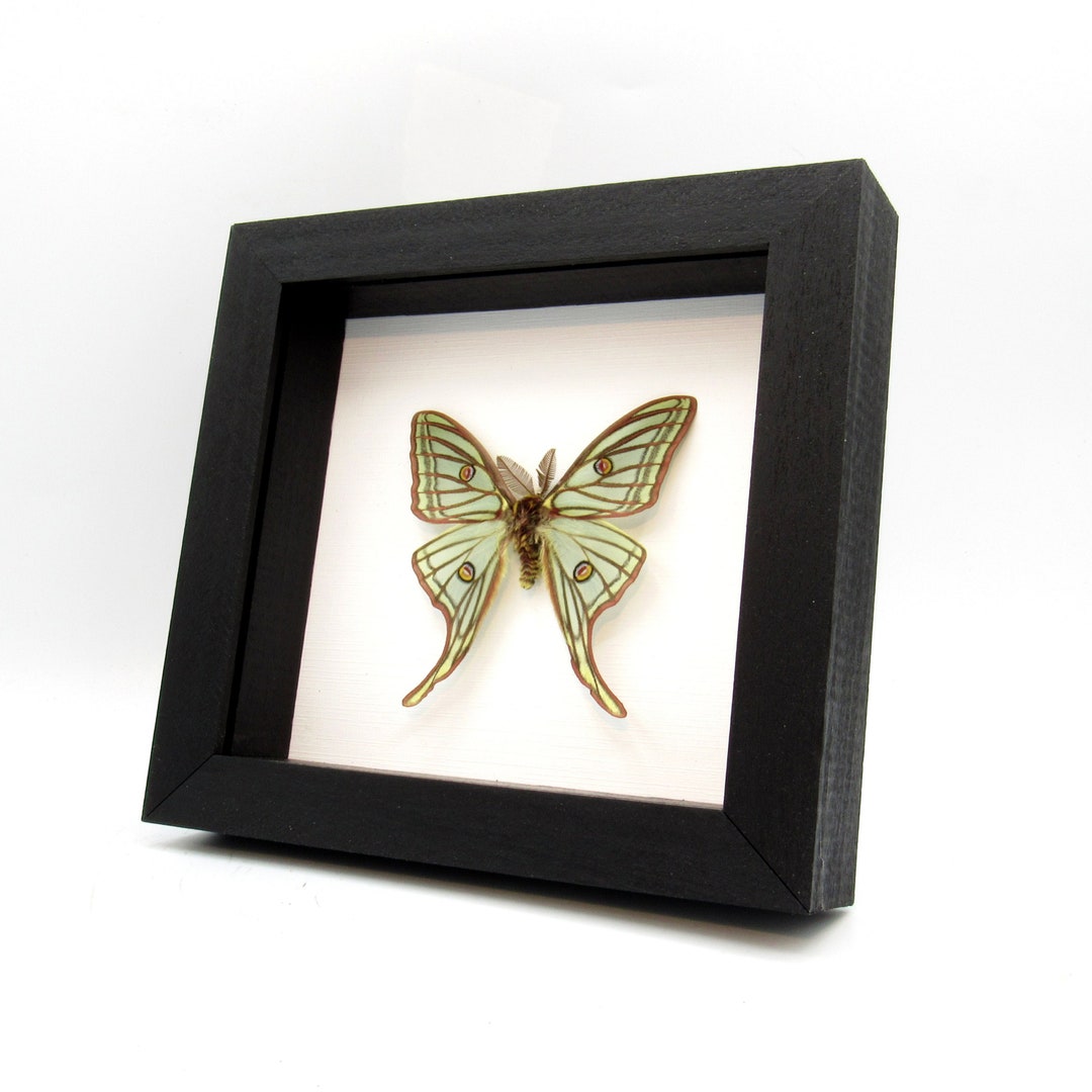 Rare Spanish Moon Moth Framed Taxidermy Graellsia Isabellae - Etsy New ...