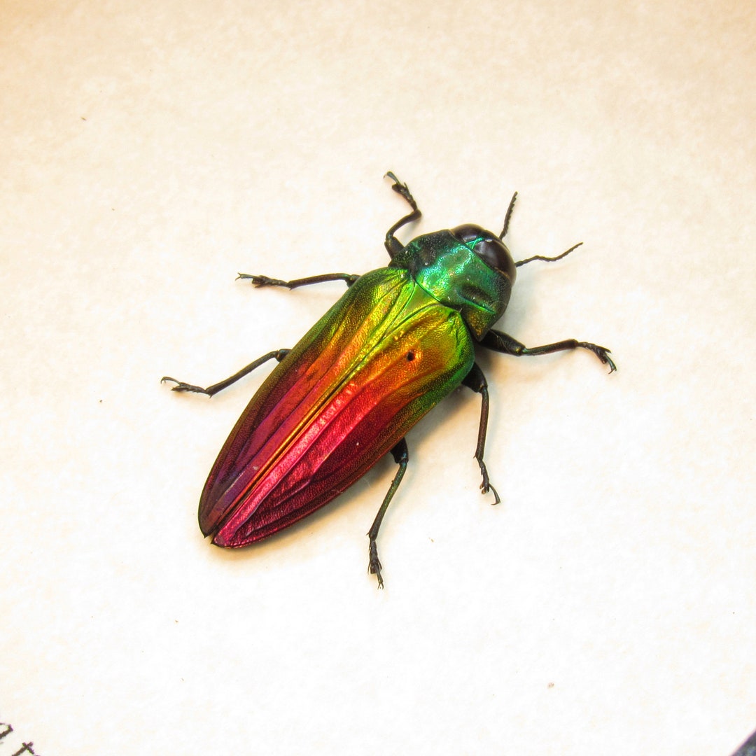 Real Rainbow Jewel Beetle Framed Taxidermy Belionota Tricolor Etsy