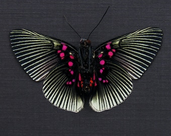 珍しいモルフォ蝶のメスの額入り剥製 - Morpho cypris - Etsy 日本