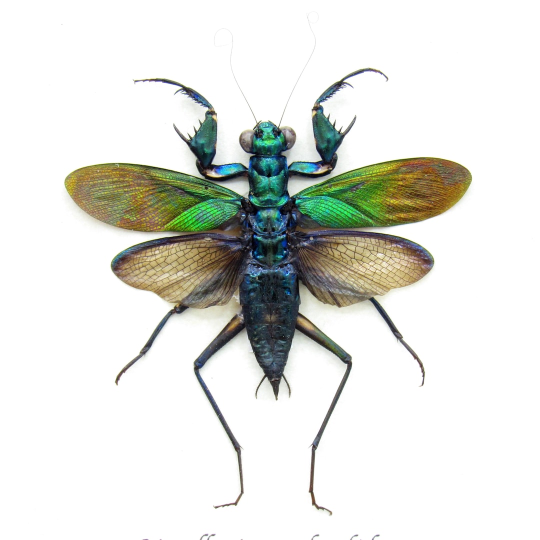 虫タマゴラス カマキリ 本物の金属製カマキリの剥製 - Metallyticus splendidus - Etsy 日本