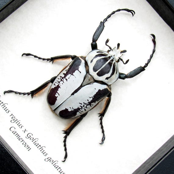Rare Hybrid Goliath Beetle Framed Specimen - Goliathus Regius X