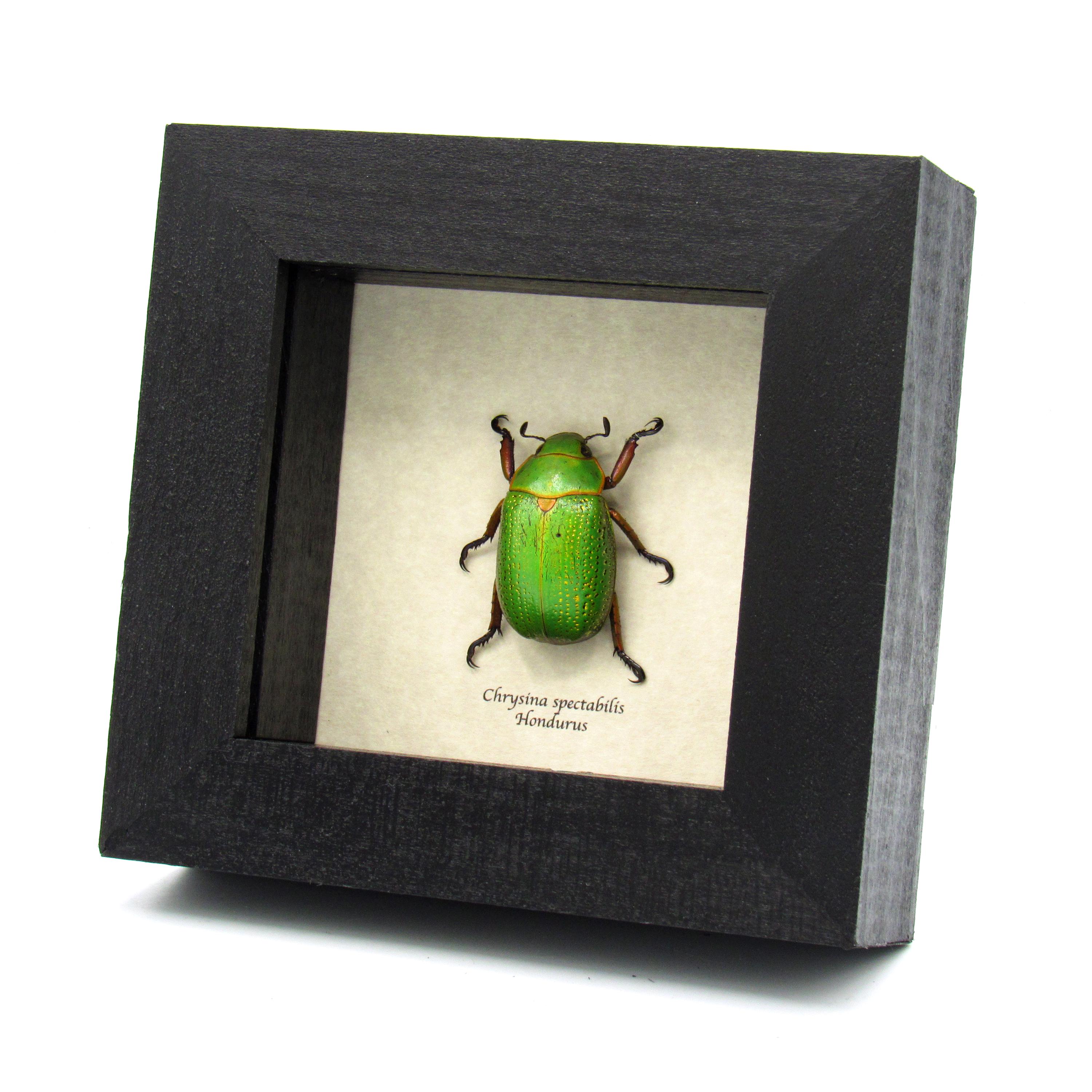 標本 Honduras Chrysina spectabilis 35mm Rare Large Metallic Gold Speckled Jewel Scarab Beetle Framed