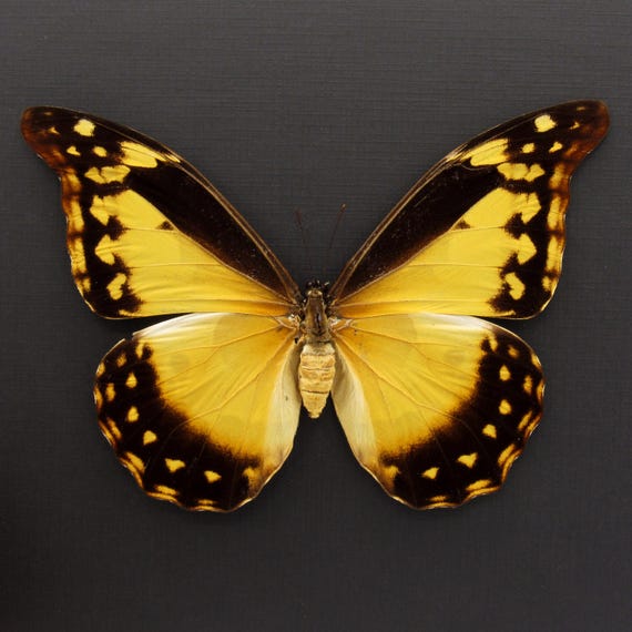 Rare XL Giant Yellow Morpho Butterfly Framed Taxidermy - Morpho