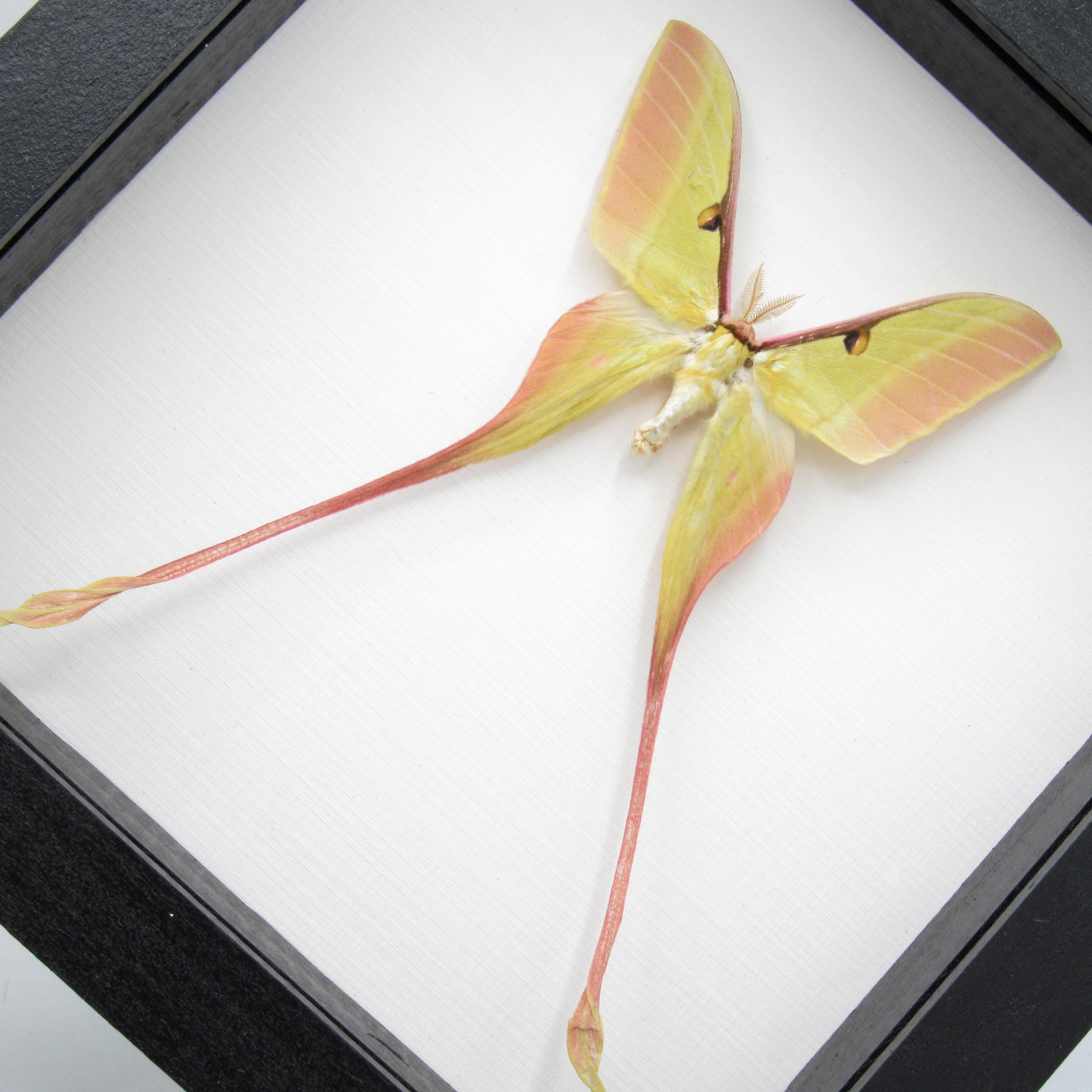 Rare Pink Chinese Moon Moth Framed Specimen - Actias