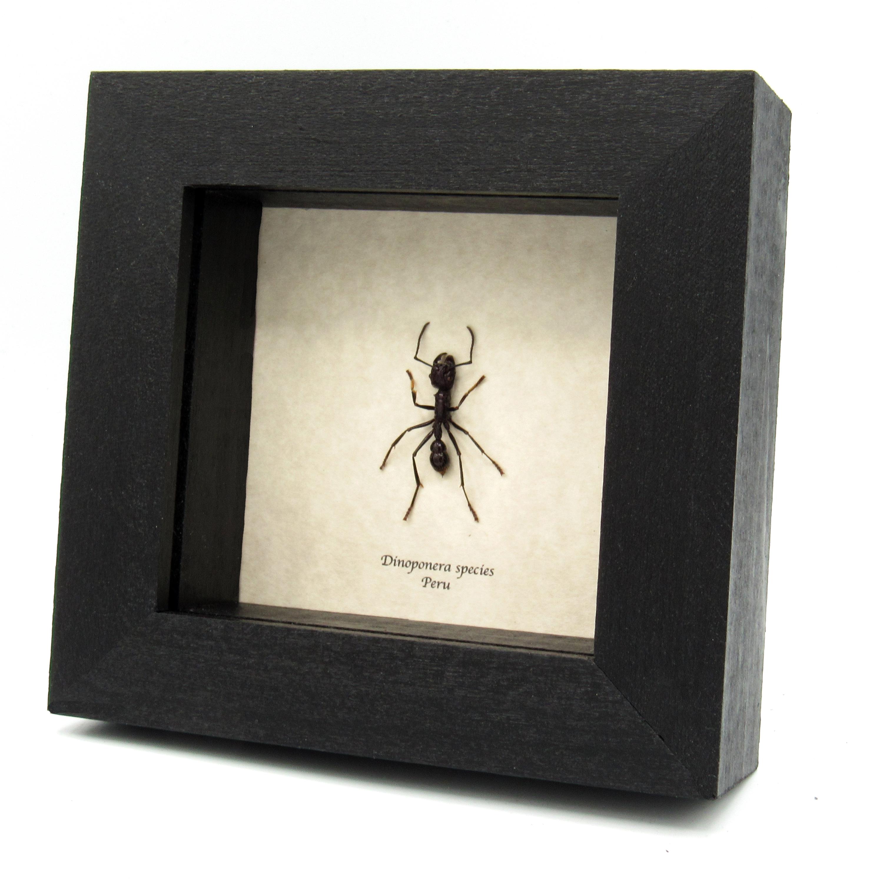 ★昆虫標本★【ディノポネラ】ディノハリアリDinoponera gigantea ディノポネラ属 - Wikiwand