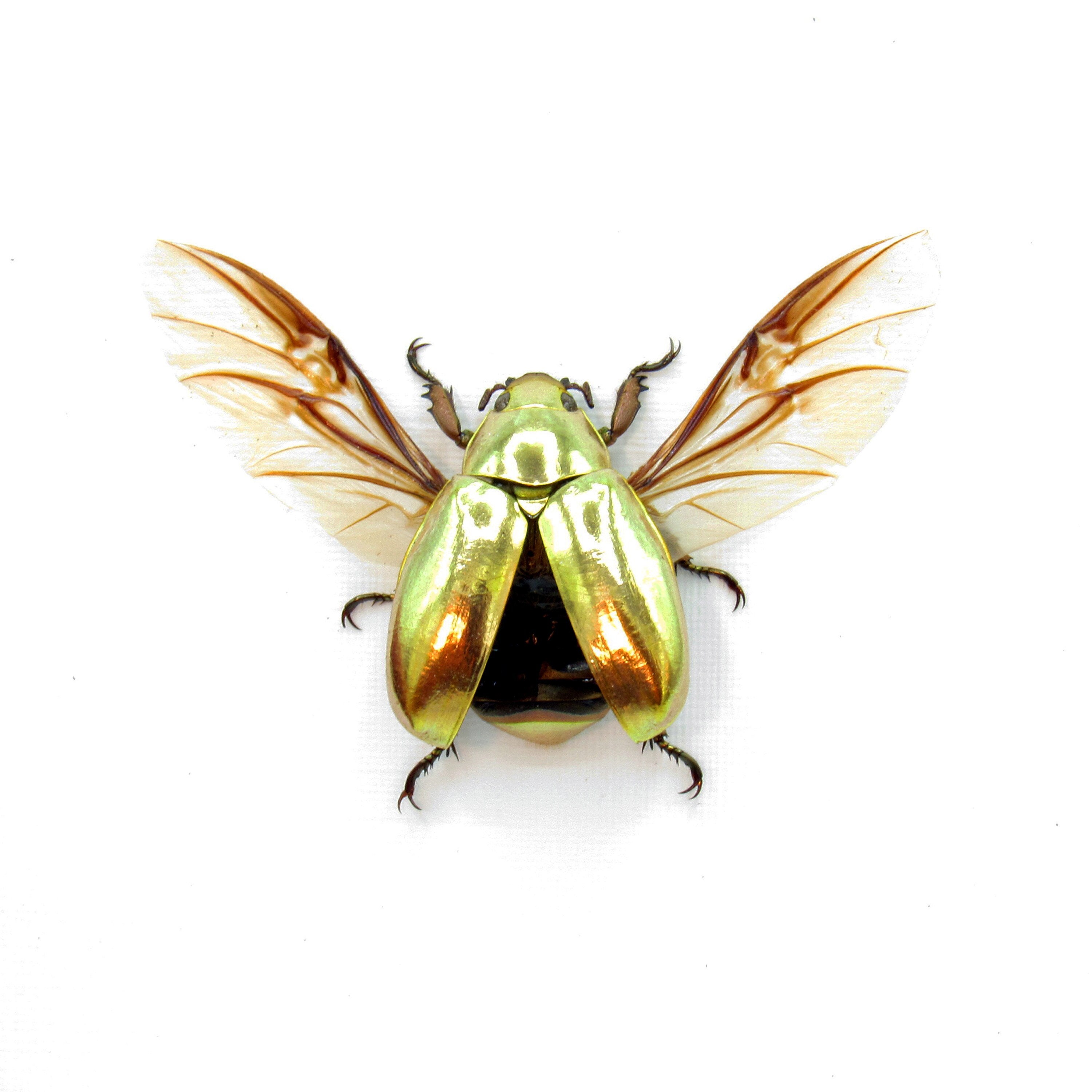 Real gold jewel beetle framed taxidermy - Chrysina resplendens