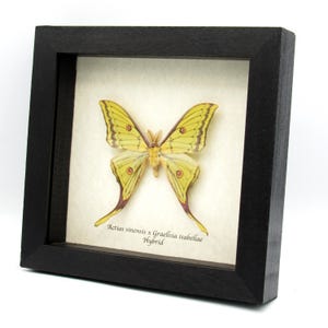 Very rare Hybrid Moon moth framed specimen - Actias sinensis x Graellsia isabellae