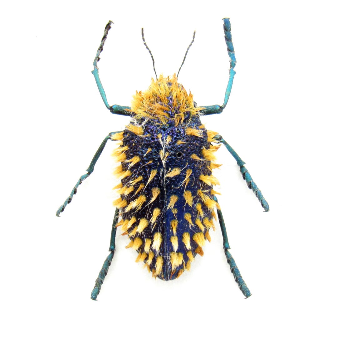 標本 RSA Julodis viridipes 27mm Real Hairy Blue Jewel Beetle Framed Taxidermy - Julodis Viridipes