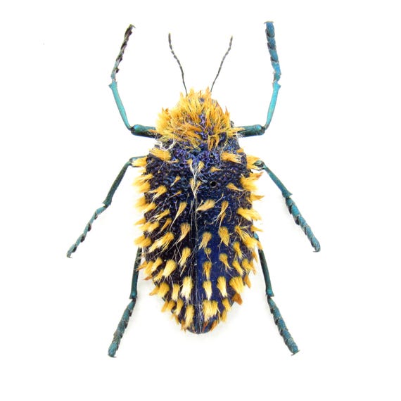 標本 RSA Julodis viridipes 27mm Real Hairy Blue Jewel Beetle Framed Taxidermy - Julodis Viridipes