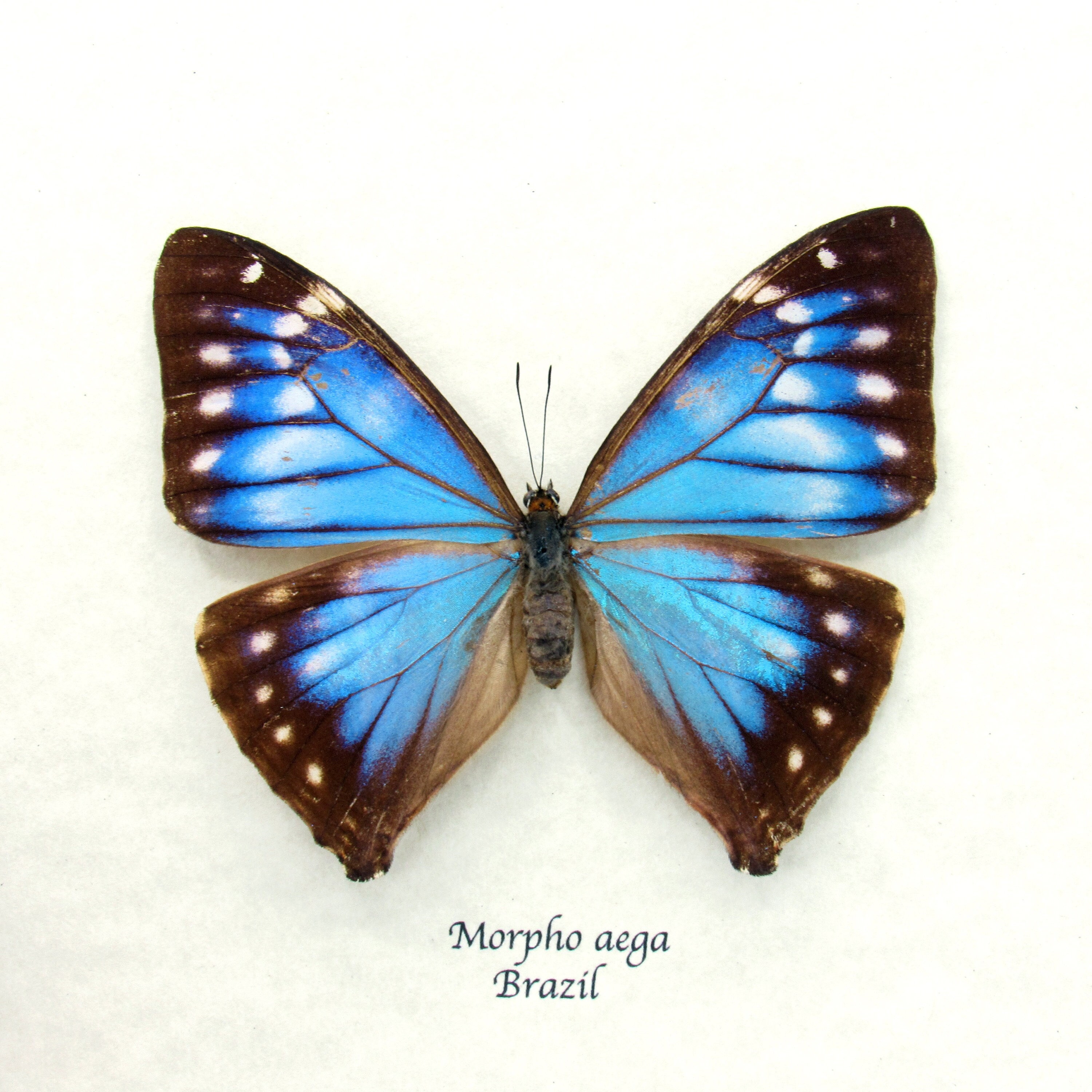 Morpho Aega  標本 本物 Rare Blue Morpho Butterfly Framed Taxidermy - Morpho Aega - Female