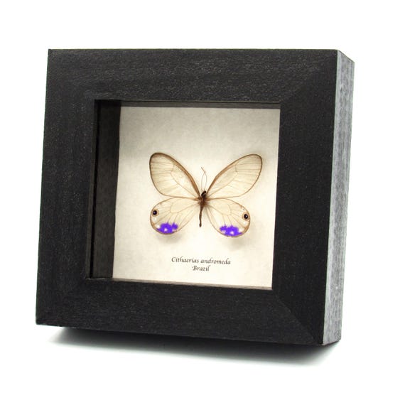 Very Rare Purple Glasswing Butterfly Framed Taxidermy - Cithaerias