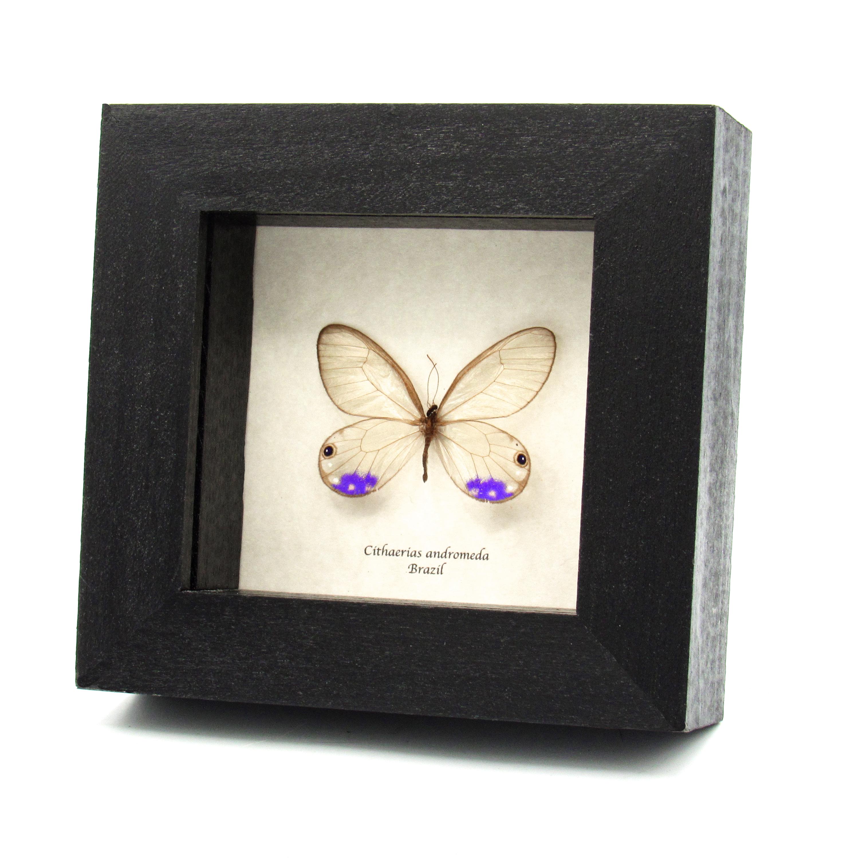 Very Rare Purple Glasswing Butterfly Framed Taxidermy - Cithaerias