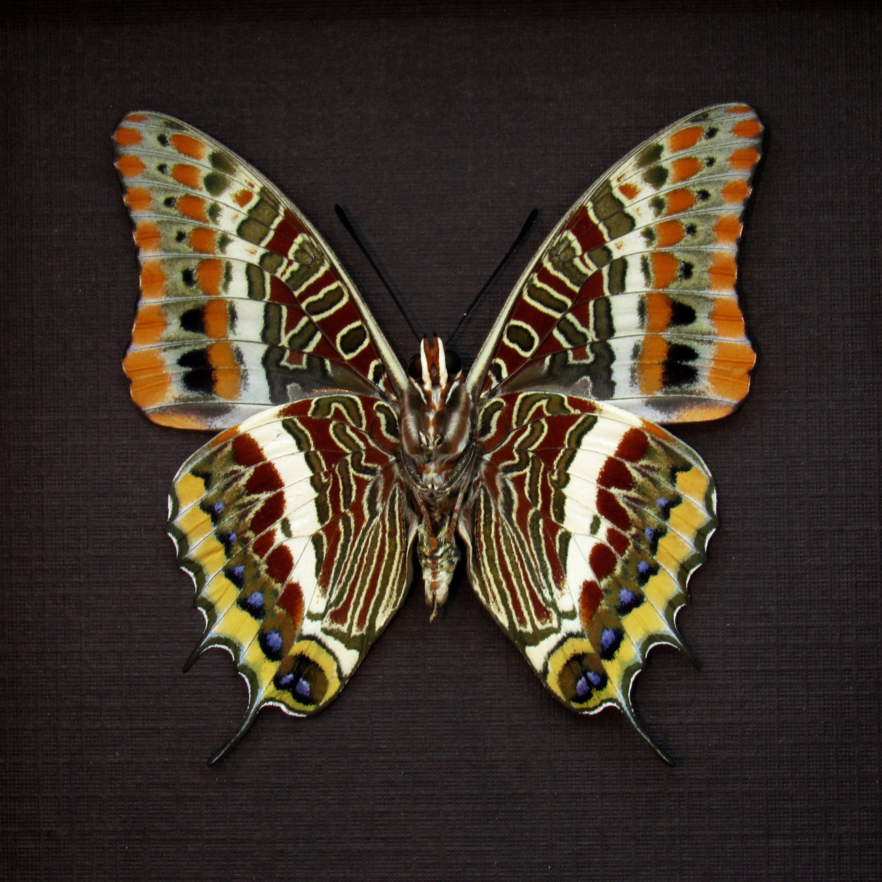 Two-tailed Pasha Butterfly Conservation | vlr.eng.br
