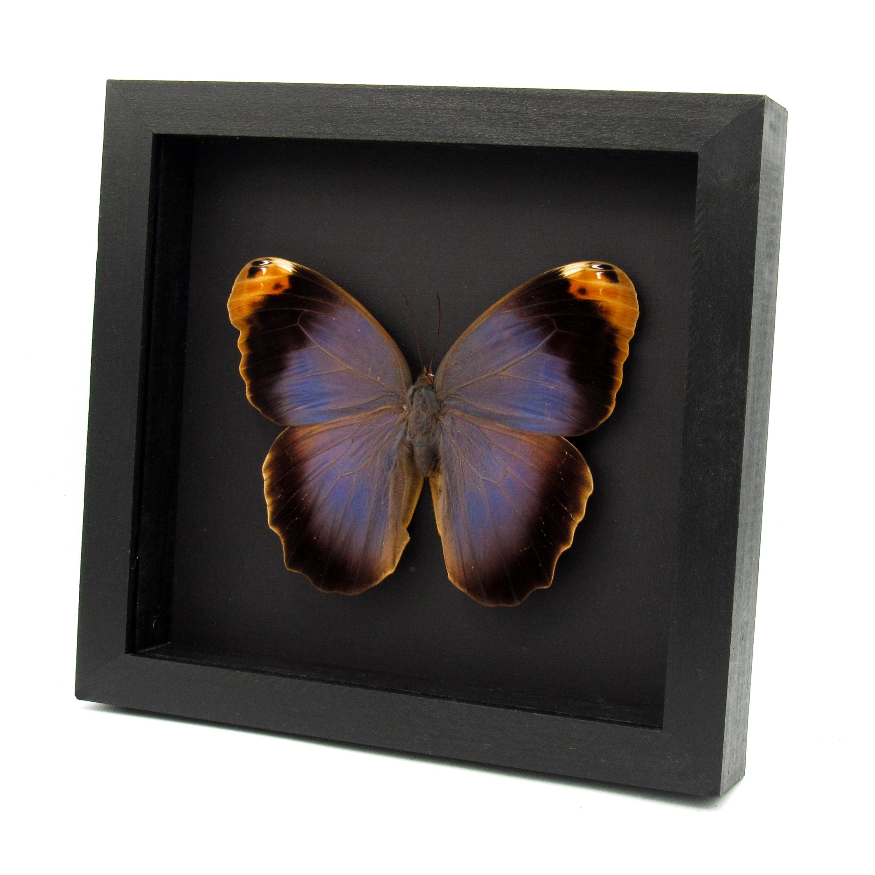 フクロウチョウ　額入り フクロウチョウ 額入り - メルカリ