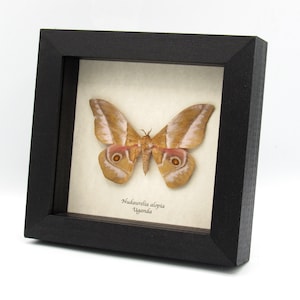 Real pink African Silk moth framed taxidermy - Nudaurelia alopia