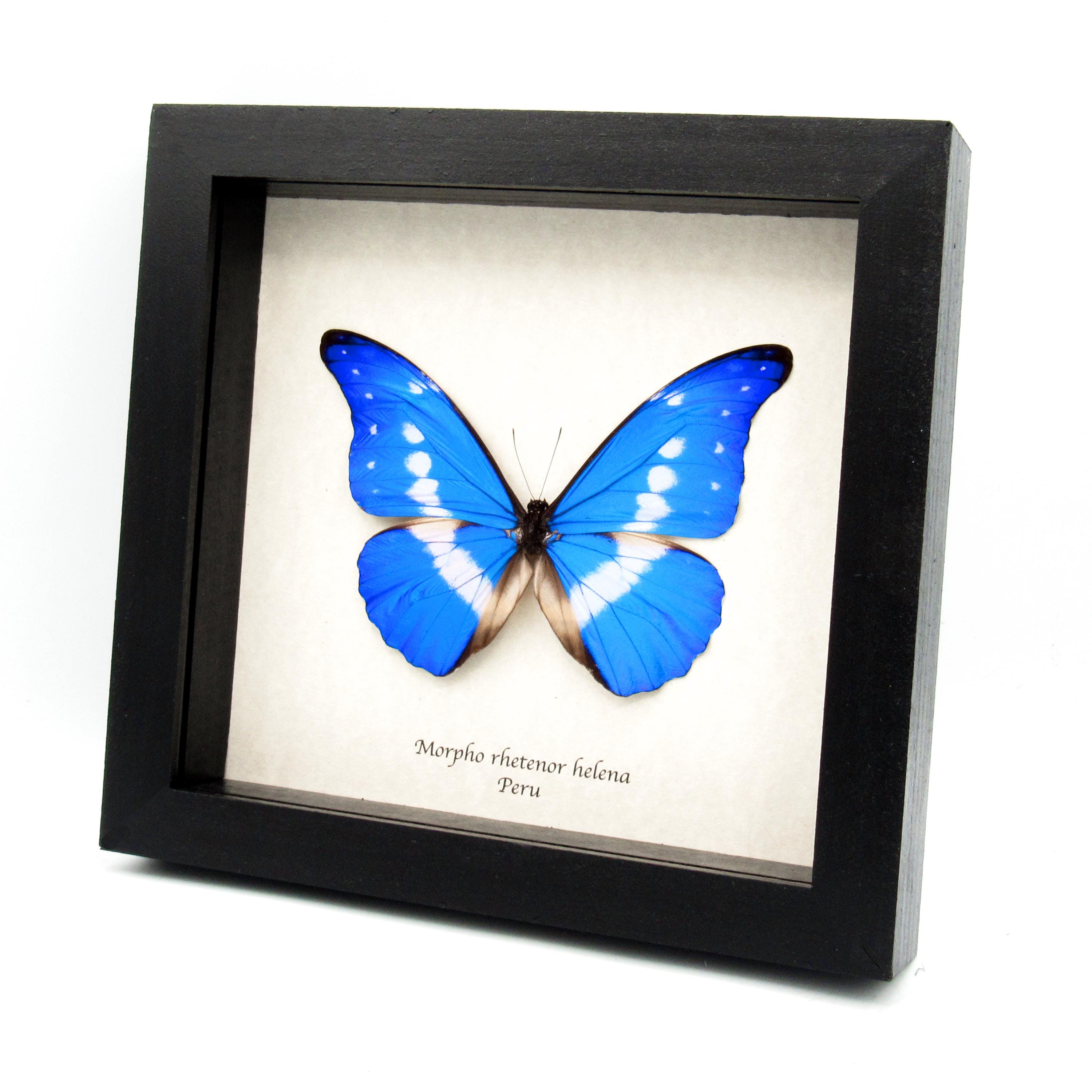 Morpho rhetenor helena - Etsy 日本 Morpho rhetenor helena - Etsy 日本