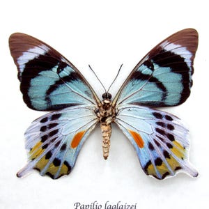 Very Rare Moth Mimic Swallowtail Butterfly Framed Taxidermy