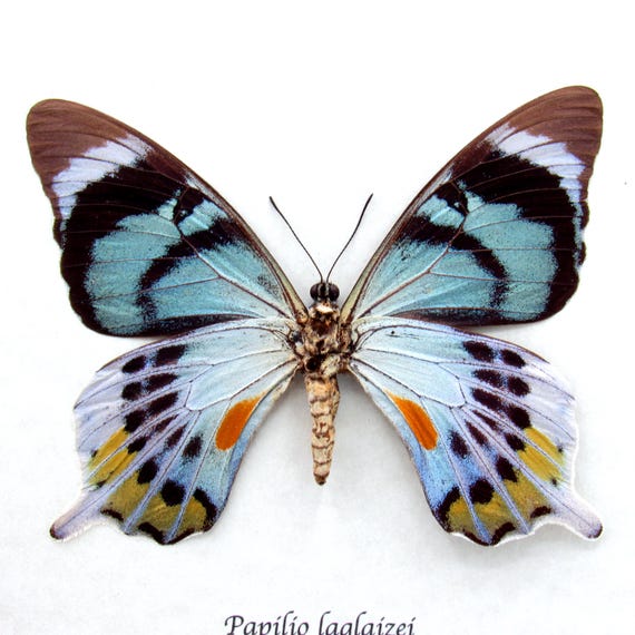 Very Rare Moth Mimic Swallowtail Butterfly Framed Taxidermy