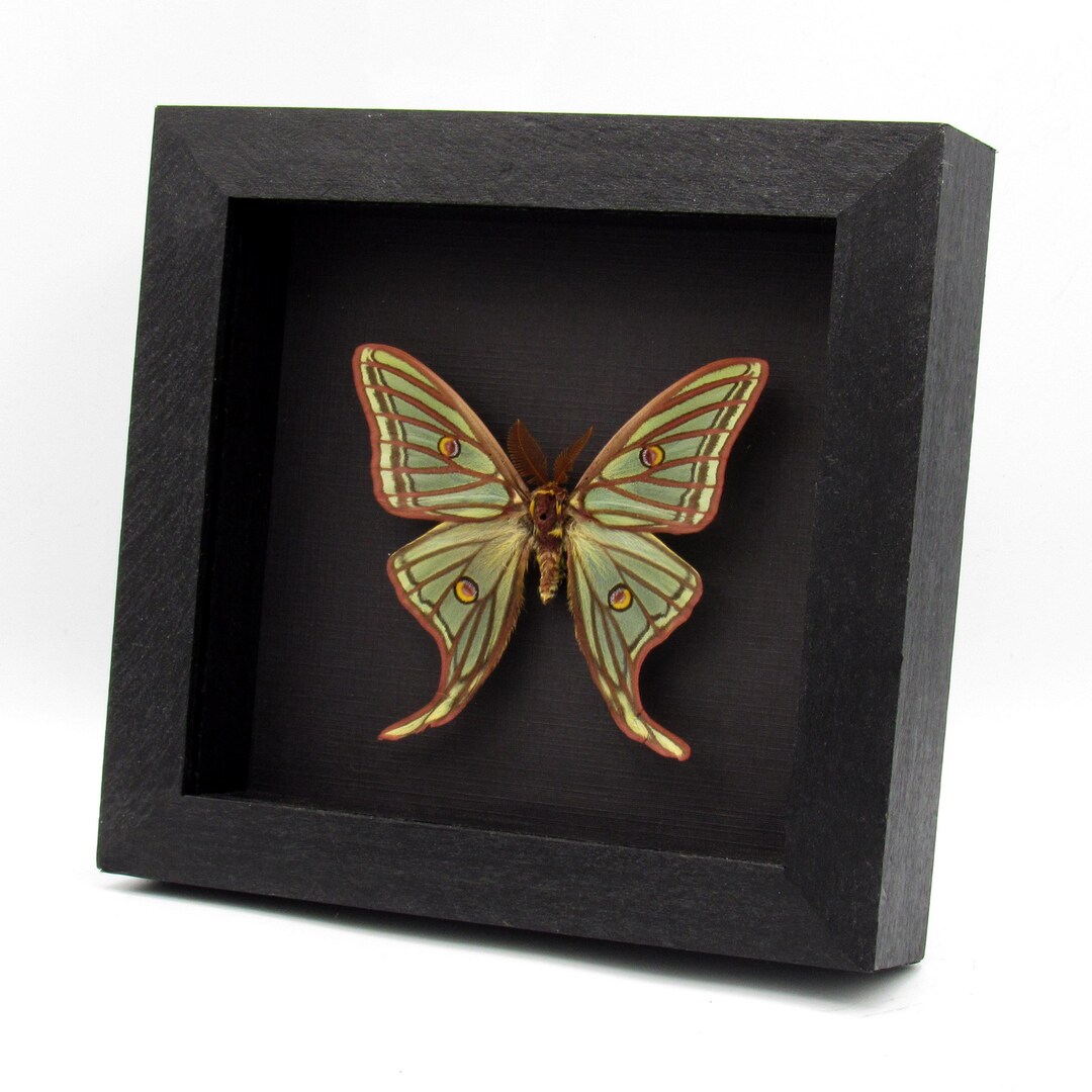 Rare Large Spanish Moon Moth Framed Taxidermy - Graellsia Isabellae - Etsy