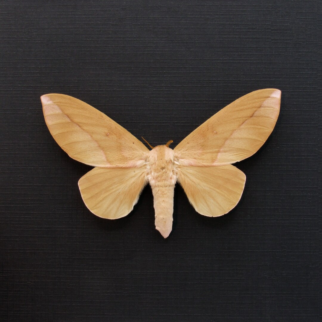 Large Real Saturn Moth Framed Taxidermy - Othorene Verana - Female - Etsy