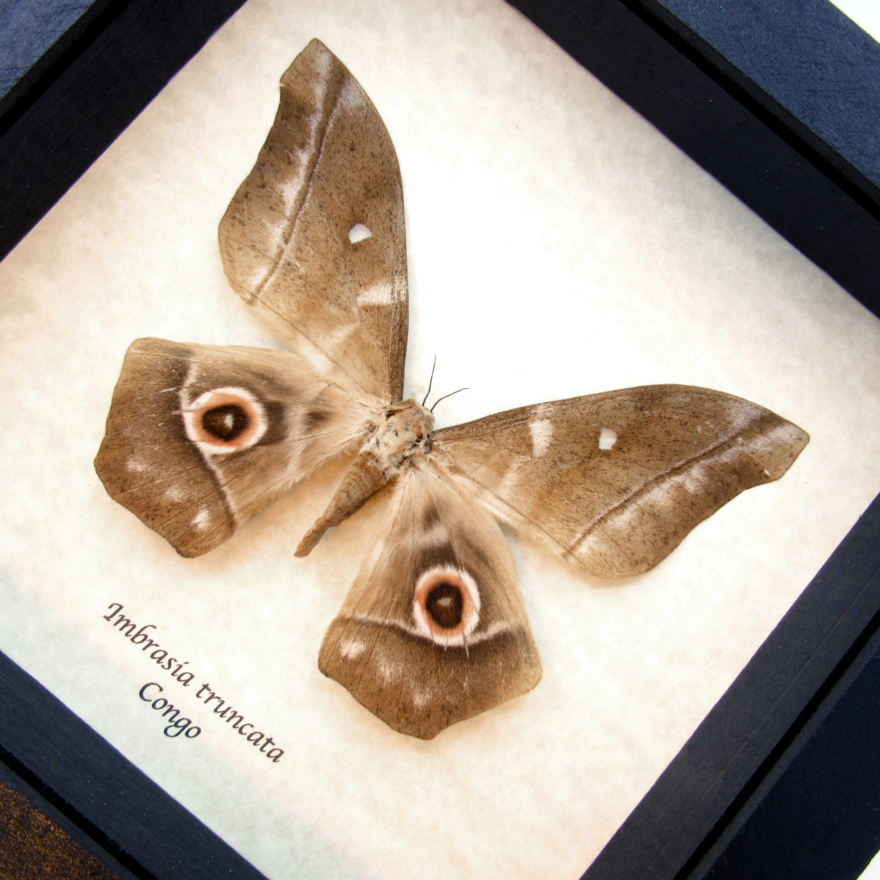 Real XL Saturn Moth Framed Taxidermy - Imbrasia Truncata - Female - Etsy