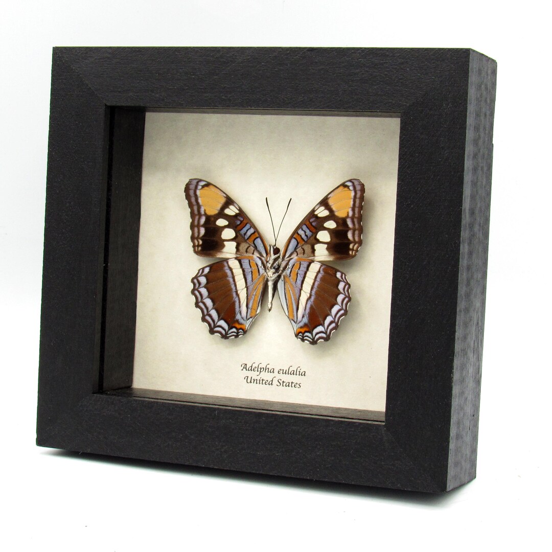 Real Lavender Arizona Sister Butterfly- Adelpha Eulalia - Etsy