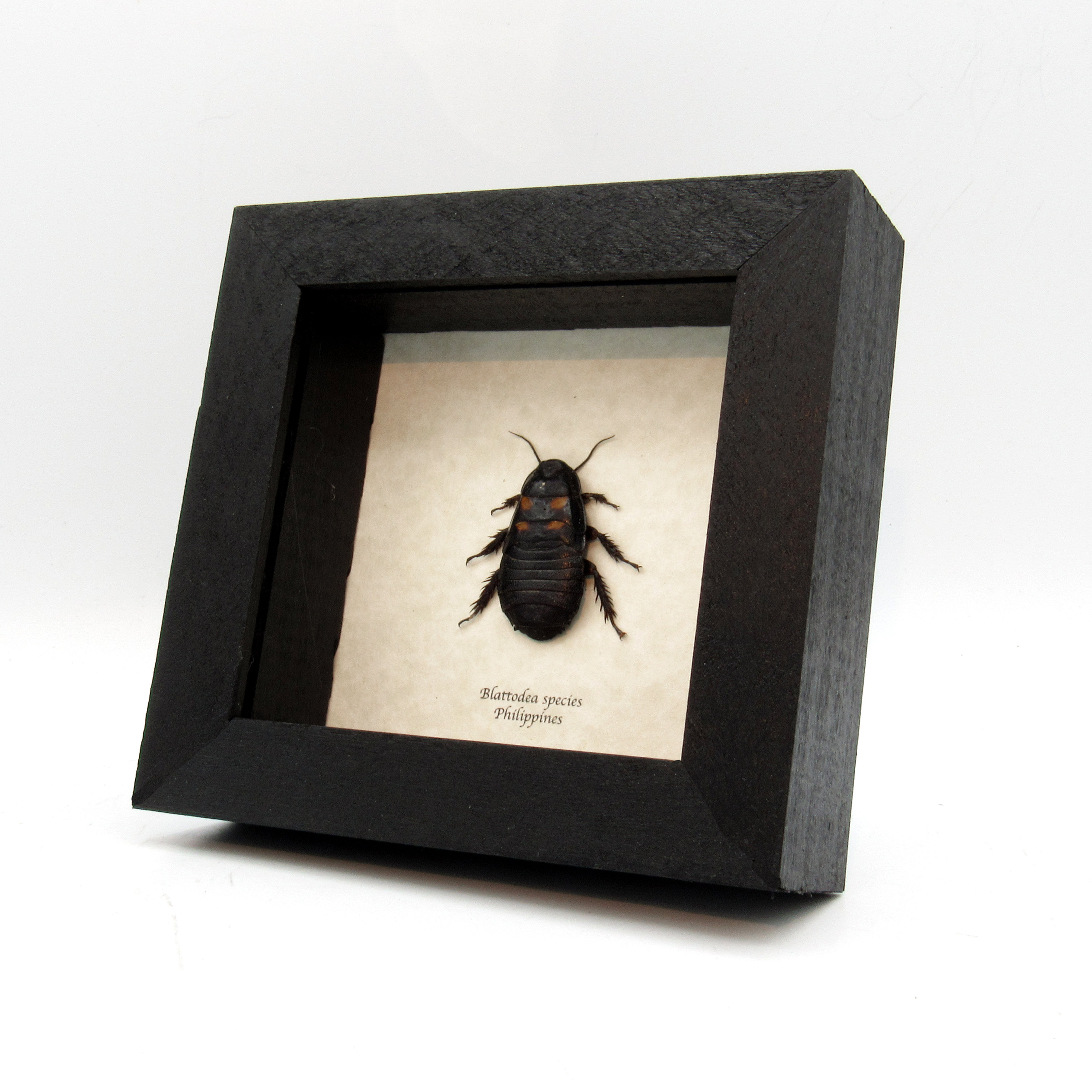 本物の大きなゴキブリの剥製 - Blattodea 種 - Etsy 日本
