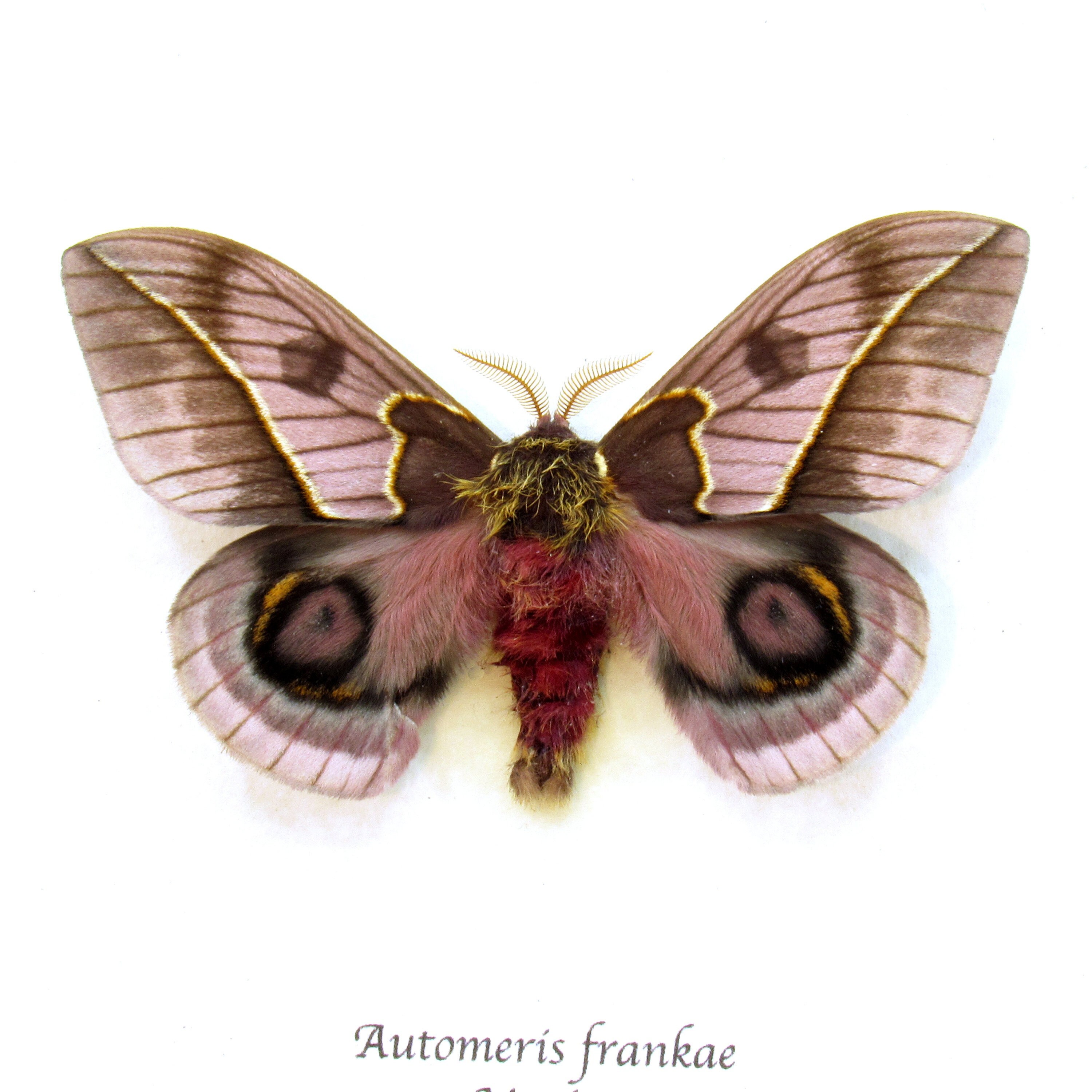 Rare pink Saturn moth framed taxidermy Automeris frankae - Etsy 日本