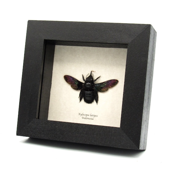 本物の巨大クマバチ（Xylocopa latipes）の剥製（メス） - フレーム