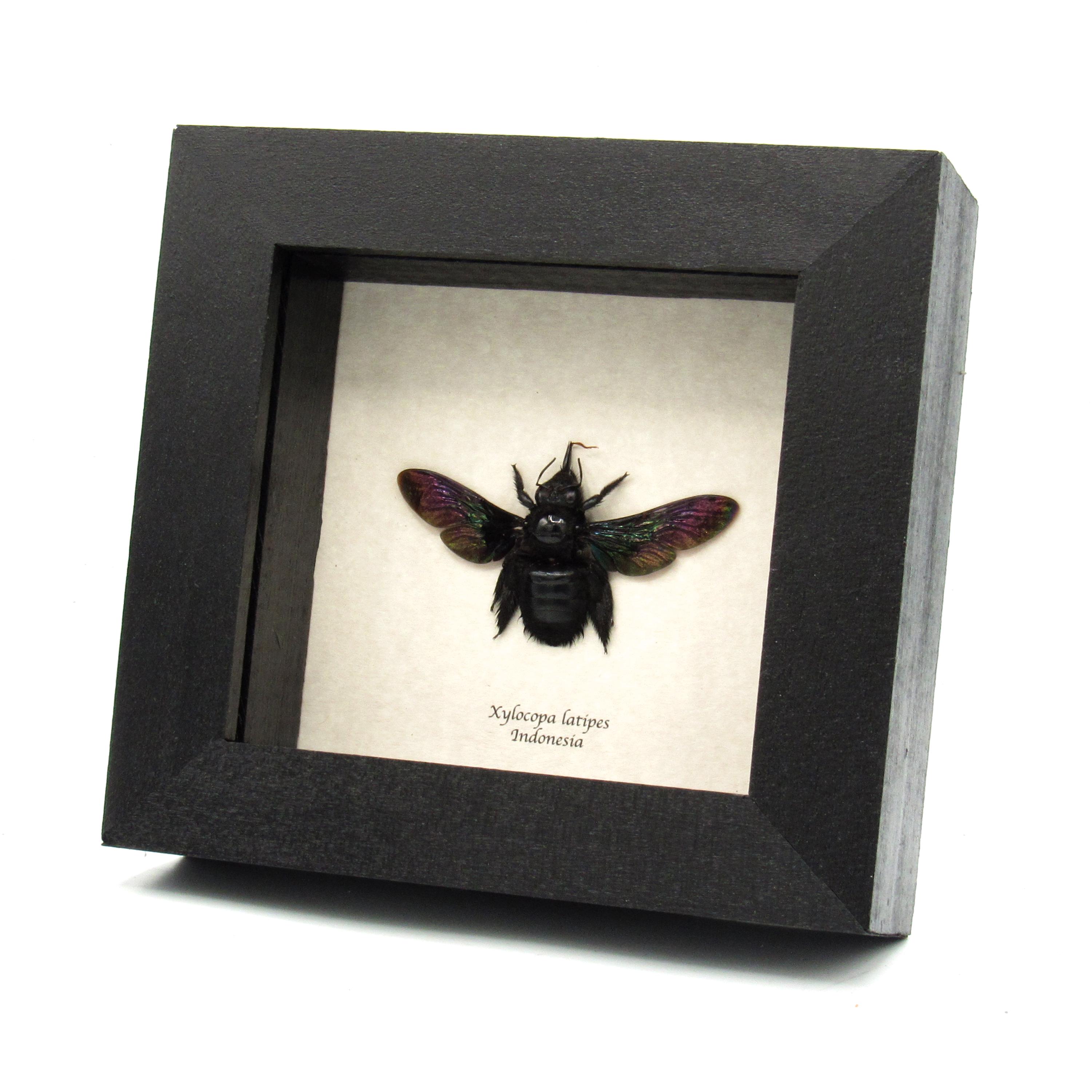 本物の巨大クマバチ（Xylocopa latipes）の剥製（メス） - フレーム